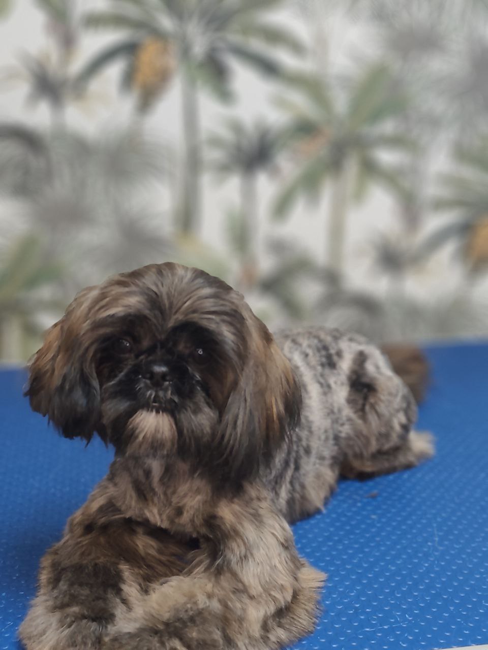 Shih-Tzu